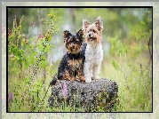 Dwa, Psy, Yorkshire terrier, Kamień