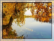 Jesień, Rzeka, Brzeg, Drzewa, Pożółkłe, Liście