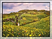 Wzgórza, Droga, Drzewa, Cyprysy, Łąka, Kwiaty, Monticchiello, Prowincja Siena, Toskania, Włochy