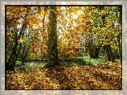 Jesień, Park, Słoneczne, Światło, Drzewa, Staw
