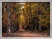 Jesień, Las, Droga, Drzewa, Kolorowe, Liście
