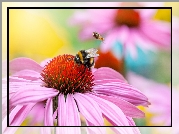 Kwiat, Jeżówka, Pszczoła, Makro