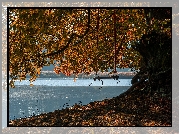 Jesień, Drzewo, Huśtawka, Rzeka