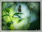 Egzotyczny, Motyl, Heliconius hortense, Gałązka, Liście