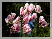 Gałąź, Kwitnąca, Magnolia