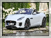 Biały, Jaguar F-Type