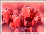Tulipany, Czerwone, Zbliżenie