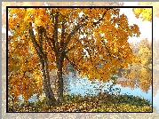 Jesień, Drzewo, Klon, Rzeka, Trawa