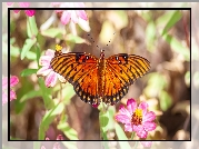 Motyl, Agraulis vanillae, Kwiaty