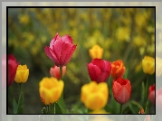 Tulipany, Czerwone, Żółte, Kwiaty