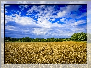 Pole, Zboże, Drzewa, Niebo, Chmury