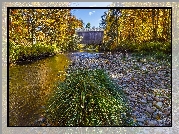 Rzeka, Jesień, Drzewa, Kępka, Trawy, Drewniany, Zakryty, Most