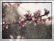 Gałązka, Kwiaty, Drzewo owocowe, Deszcz