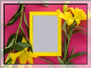 Kwiaty, Żółte, Lilie, Żółta, Ramka
