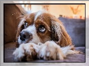 Pies, Szczeniak, Cavalier king charles spaniel, Zbliżenie