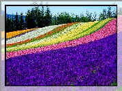 Pole, Kolorowe, Kwiaty, Tomita Farm, Nakafurano, Hokkaido, Japonia