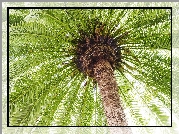Drzewo, Daktylowiec, Zielone, Liście, Palma