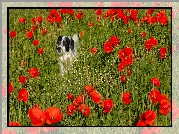 Czarno-biały, Pies, Kwiaty, Czerwone, Maki