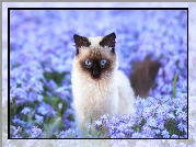 Kot syjamski, Niebieskie, Kwiaty