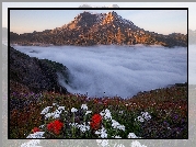 Góra, Wulkan, Mount St Helens, Kwiaty, Mgła, Stan Waszyngton, Stany Zjednoczone