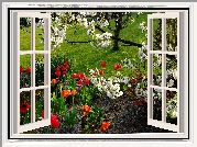 Okno, Ogród, Drzewa, Kwitnące, Kwiaty, Tulipany, Trawa, Wiosna