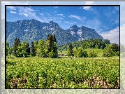 Góry, Bayerische Voralpen, Drzewa, Trawa, Domy, Inzell, Bawaria, Niemcy