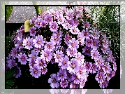 Fioletowe, Kwiaty, Cyneraria