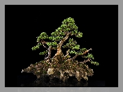 Drzewko, Bonsai, Ciemne, Tło