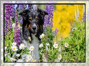 Pies, Border collie, Kwiaty, Łubin, Margerytki, Trawa