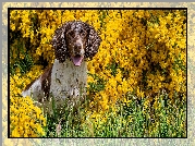 Pies, Springer spaniel angielski, Żółte, Kwiaty
