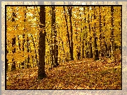 Las, Drzewa, Opadłe, Pożółkłe, Liście, Jesień