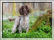 Pies, Springer spaniel angielski, Trawa, Mech