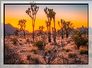 Zachód słońca, Drzewa Jozuego, Kwiaty, Park Narodowy Joshua Tree, Kalifornia, Stany Zjednoczone