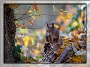 Wiewiórka, Drzewo, Liście, Jesień