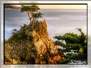 Cyprys wielkoszyszkowy, Atrakcja, Lone Cypress, Skała, Morze, Pebble Beach, Zatoka Monterey, Morze, Kalifornia, Stany Zjednoczone