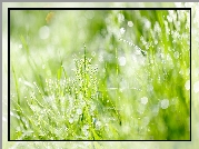 Zielone, Rośliny, Bokeh