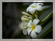 Kwiaty, Plumeria, Pąki, Łodyga, Liście