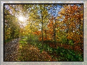 Park, Jesień, Alejka, Kolorowe, Drzewa, Słońce