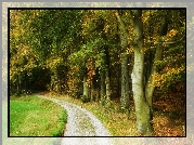Droga, Jesień, Drzewa, Las