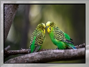 Dwie, Papugi, Zielone, Papużki faliste