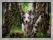 Border collie, Brzoza