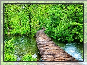 Park Narodowy Jezior Plitwickich, Las, Drzewa, Pomost, Rzeka, Chorwacja