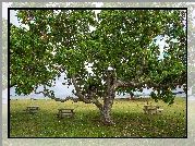 Park, Rozłożyste, Drzewo, Ławki