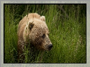 Niedźwiedź brunatny, Wysoka, Trawa