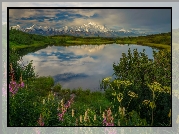 Góry, Staw, Reflection Pond, Krzewy, Rośliny, Park Narodowy Denali, Góry, Kordyliery, Alaska, Stany Zjednoczone