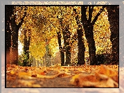 Jesień, Drzewa, Park, Alejka, Pożółkłe, Liście