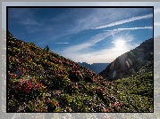 Góry, Pireneje, Wschód słońca, Kwiaty, Łąka, Roślinność, Park Narodowy Vall de Sorteny, Ordino, Andora