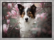 Pies, Spojrzenie, Kwiaty, Magnolie