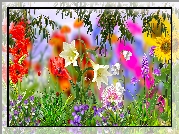 Kwiaty, Lilie, Słonecznik, Maki, Grafika