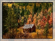 Jesień, Drzewa, Dom, Drewniany, Dom, Szopa, Dolina Hope, Kalifornia, Stany Zjednoczone
